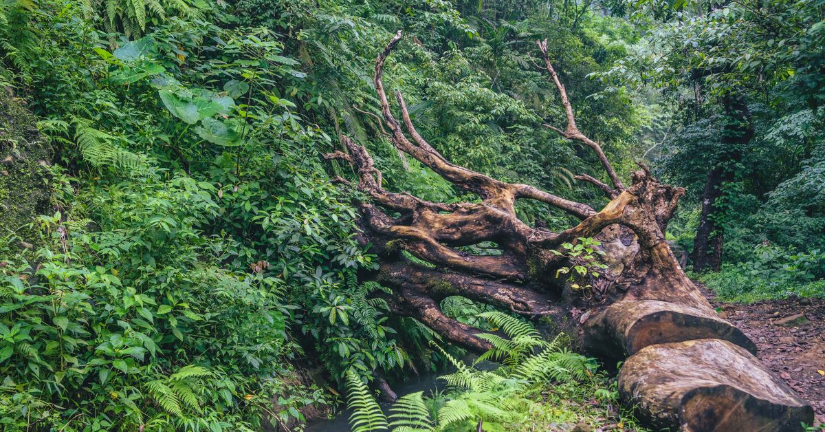 Forests, environment conservation and management | Environmental Sustainability