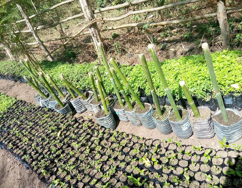 Mandela community development programme | Environmental Sustainability